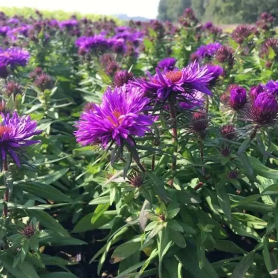 Aster novae-angliae 'Purple Dome' 3L - image 2