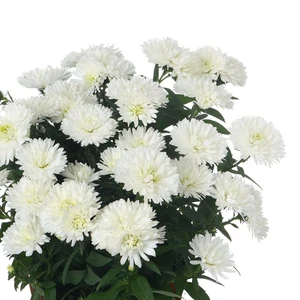 Aster 'Showmakers Arctic White'