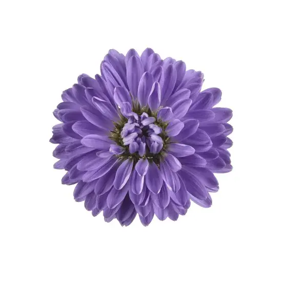 Aster novi belgii 'Showmakers Blue Bayou'