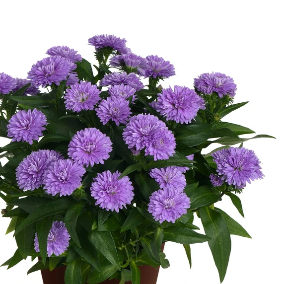 Aster novi belgii 'Showmakers Lavender'