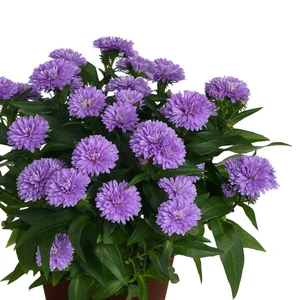 Aster 'Showmakers Lavender'