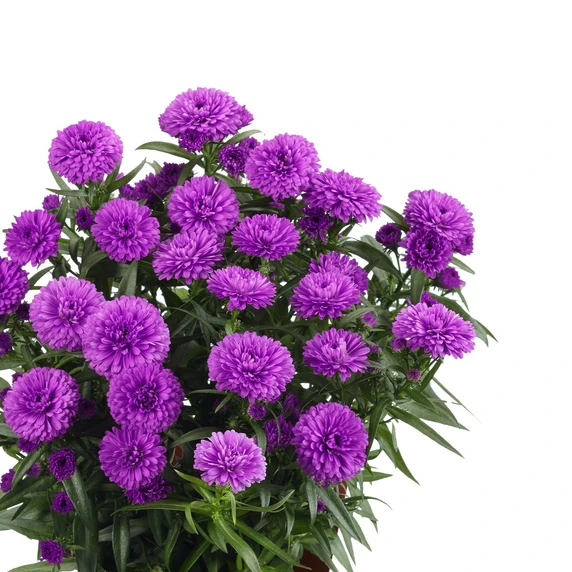Aster novi belgii 'Showmakers Pretty Pink'