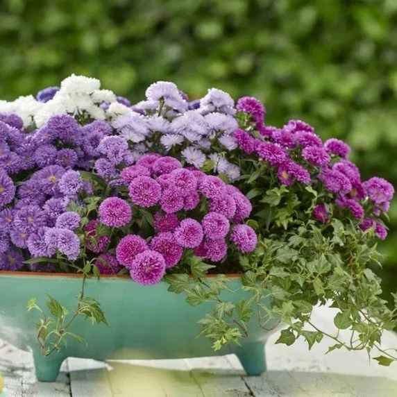 Aster novi belgii 'Showmakers Trio'