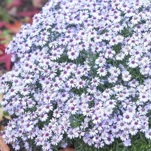 Picture Credit - Bressingham Gardens