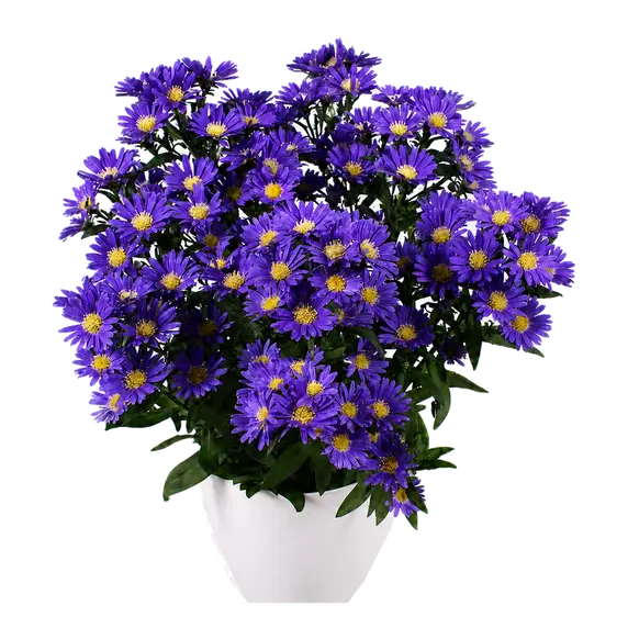Aster novi belgii 'Starletta Blue'