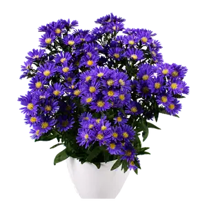 Aster novi belgii 'Starletta Blue'