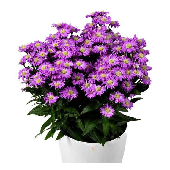 Aster novi belgii 'Starletta Pink'