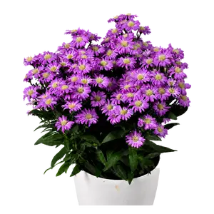 Aster novi belgii 'Starletta Pink'
