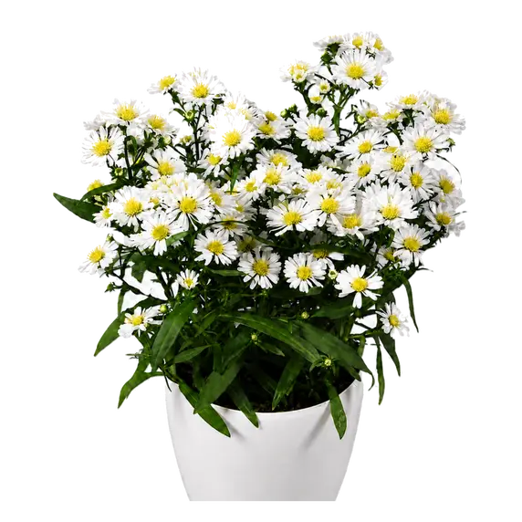 Aster novi belgii 'Starletta White'