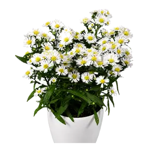 Aster novi belgii 'Starletta White'