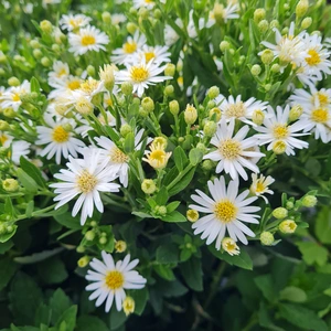 Aster ageratoides 'Starshine' 2L