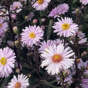 Picture - Genesis Plant Marketing