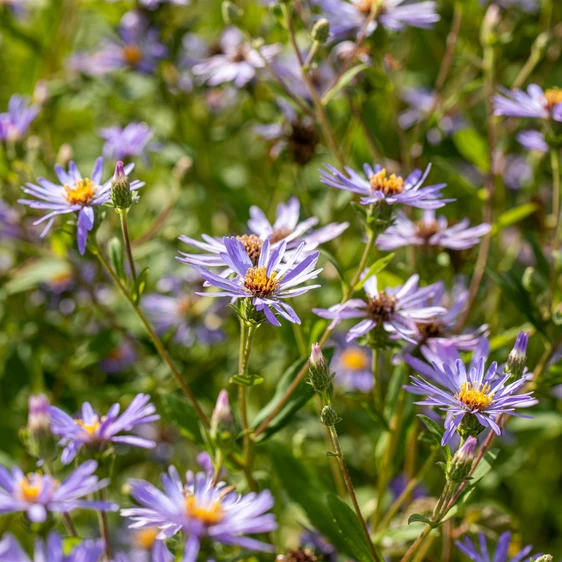 Aster macrophyllus 'Twilight'