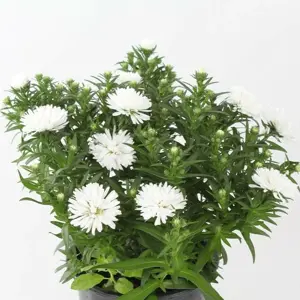 Aster novi belgii 'White Ladies' 1L
