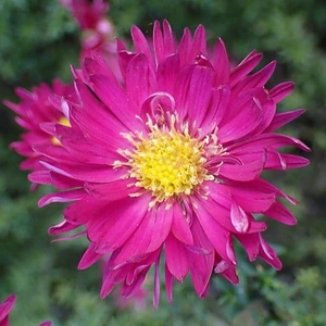 Aster 'Winston Churchill' 2L