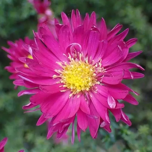 Aster 'Winston Churchill' 1L
