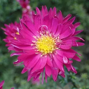 Aster 'Winston Churchill'