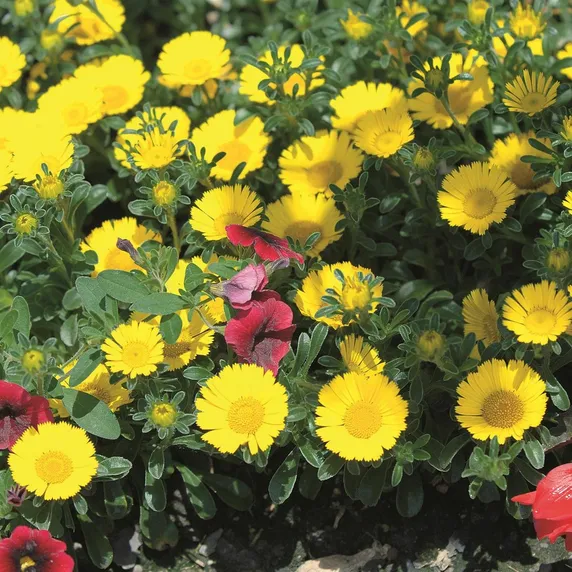 Asteriscus 'Golden Dollar'