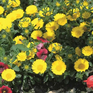 Asteriscus 'Golden Dollar'