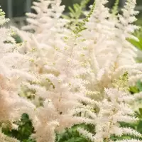 Astilbe