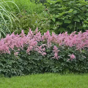 Picture Credit - Walters Garden, Inc.