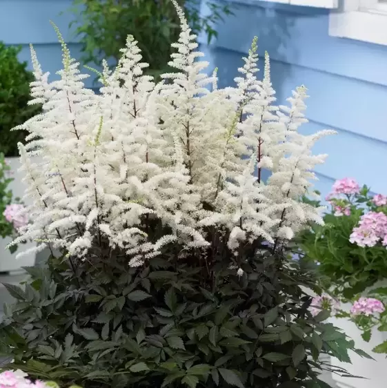 Astilbe 'Cappuccino'