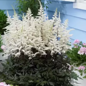 Astilbe 'Cappuccino'