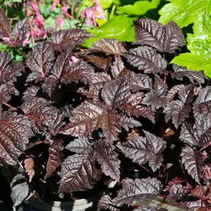 Astilbe 'Chocolate Shogun'