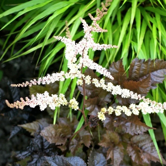 Astilbe 'Chocolate Shogun' - image 2