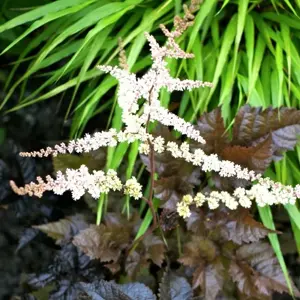 Astilbe 'Chocolate Shogun' - image 2
