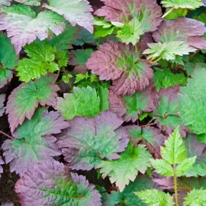 Astilbe 'Colour Flash' - image 1