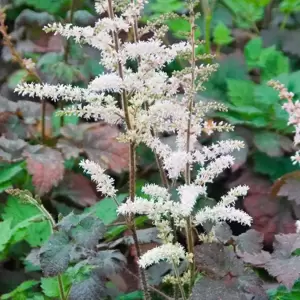 Astilbe 'Colour Flash' - image 2