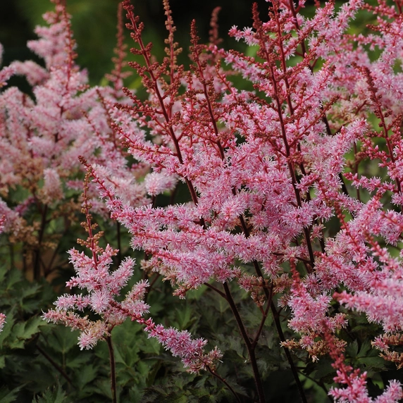 Image Credit: Walters Gardens, Inc