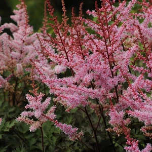 Image Credit: Walters Gardens, Inc
