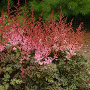 Image Credit: Walters Gardens, Inc
