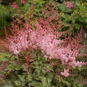 Image Credit: Walters Gardens, Inc