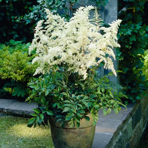 Picture Credit -  Ball Horticultural Company