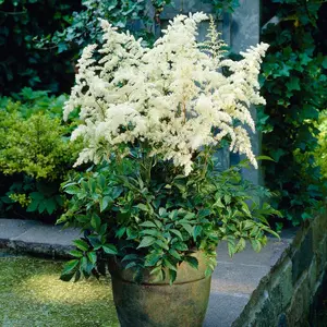 Picture Credit -  Ball Horticultural Company