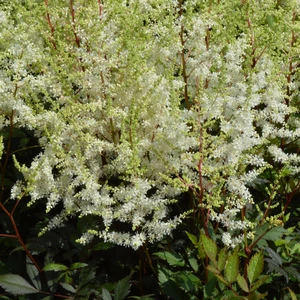 Picture Credit - Ball Horticultural Company
