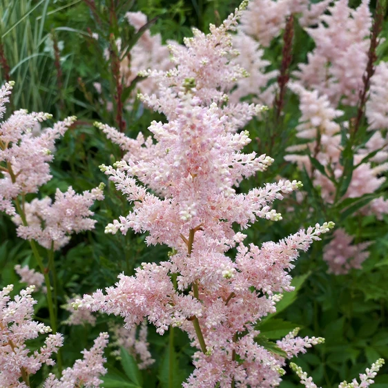Picture Credit - Ball Horticultural Company