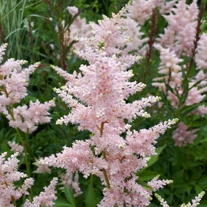 Picture Credit - Ball Horticultural Company