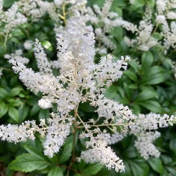 Picture Credit -  Ball Horticultural Company
