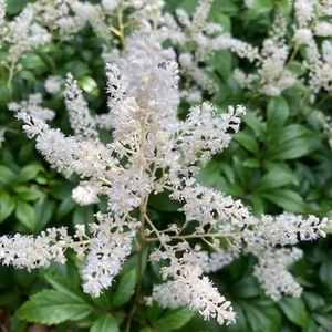 Picture Credit -  Ball Horticultural Company