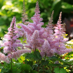 Image Credit: Ball Horticultural Company