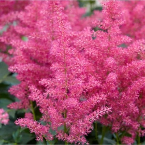 Picture Credit - Ball Horticultural Company