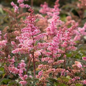 Astilbe simplicifolia 'Key West'
