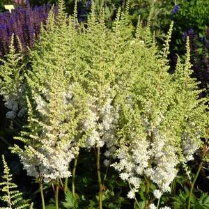 Picture Credit - Ball Horticultural Company
