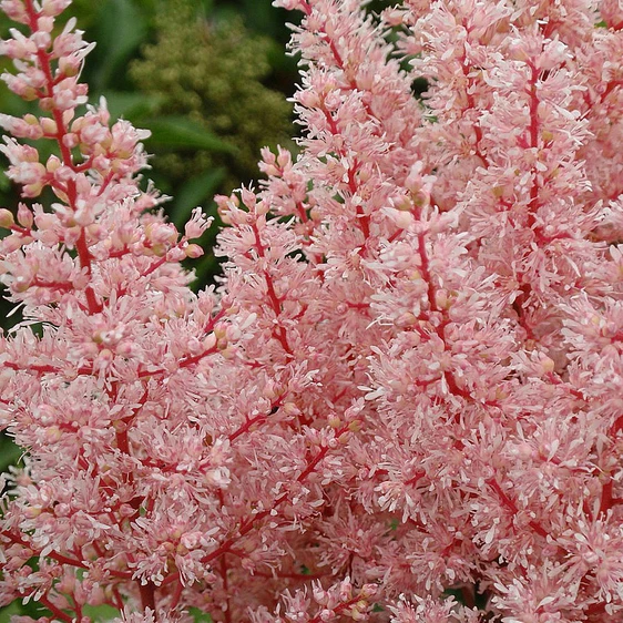 Picture Credit - Ball Horticultural Company