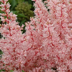 Picture Credit - Ball Horticultural Company