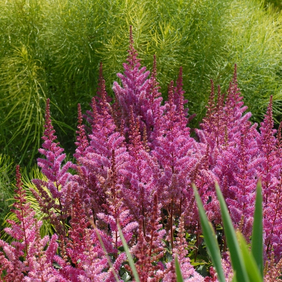 Image Credit: Walters Gardens, Inc